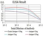 ATG4C Antibody in ELISA (ELISA)