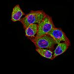 ATPIF1 Antibody in Immunocytochemistry (ICC/IF)