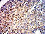 ATPIF1 Antibody in Immunohistochemistry (Paraffin) (IHC (P))