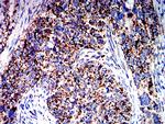 ATPIF1 Antibody in Immunohistochemistry (Paraffin) (IHC (P))