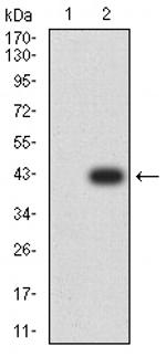 ATPIF1 Antibody in Western Blot (WB)