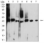 AUP1 Antibody in Western Blot (WB)