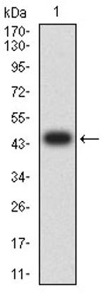 AUP1 Antibody in Western Blot (WB)