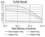 BCL11B Antibody in ELISA (ELISA)