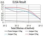 Bcl-B Antibody in ELISA (ELISA)