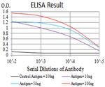 BCL9L Antibody in ELISA (ELISA)