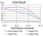 BIN1 Antibody in ELISA (ELISA)