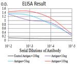 BIN1 Antibody in ELISA (ELISA)