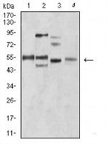 BIN1 Antibody in Western Blot (WB)