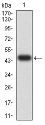 BIN1 Antibody in Western Blot (WB)