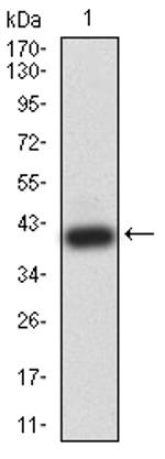 BRD2 Antibody in Western Blot (WB)