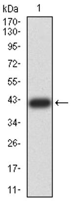 Bub1 Antibody in Western Blot (WB)