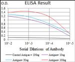 C17orf53 Antibody in ELISA (ELISA)