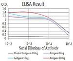 C1QC Antibody in ELISA (ELISA)