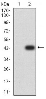 C1QC Antibody in Western Blot (WB)