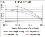 CaMKII gamma Antibody in ELISA (ELISA)