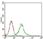 CaMKII gamma Antibody in Flow Cytometry (Flow)