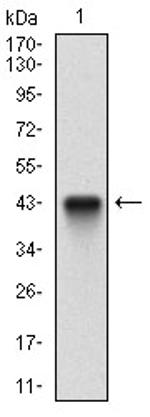 FLIP Antibody in Western Blot (WB)