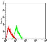 CHRNA7 Antibody in Flow Cytometry (Flow)