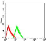 CHRNB2 Antibody in Flow Cytometry (Flow)