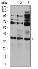 CIDEC Antibody in Western Blot (WB)