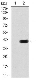 CIDEC Antibody in Western Blot (WB)