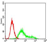 CK2 beta Antibody in Flow Cytometry (Flow)