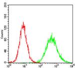 CK2 beta Antibody in Flow Cytometry (Flow)