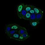 CTNNBL1 Antibody in Immunocytochemistry (ICC/IF)