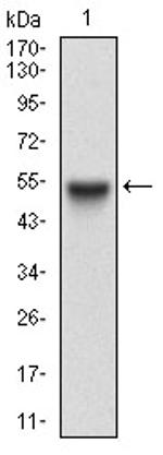 CTNNBL1 Antibody in Western Blot (WB)