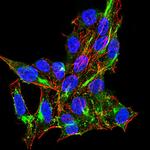 RIG-I Antibody in Immunocytochemistry (ICC/IF)