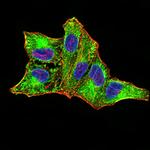 RIG-I Antibody in Immunocytochemistry (ICC/IF)