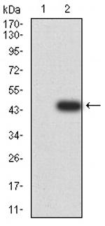 RIG-I Antibody in Western Blot (WB)