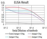 LGP2 Antibody in ELISA (ELISA)