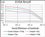 EIF2A Antibody in ELISA (ELISA)