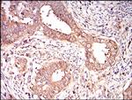 EIF2A Antibody in Immunohistochemistry (Paraffin) (IHC (P))