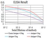 eIF5 Antibody in ELISA (ELISA)