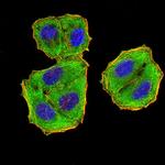 eIF5 Antibody in Immunocytochemistry (ICC/IF)