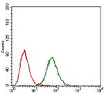 FGF4 Antibody in Flow Cytometry (Flow)