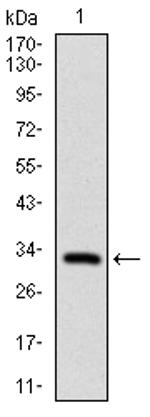 FGF4 Antibody in Western Blot (WB)