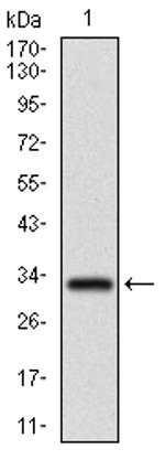 FGF4 Antibody in Western Blot (WB)