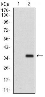 FGF4 Antibody in Western Blot (WB)