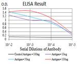 FOXP2 Antibody in ELISA (ELISA)