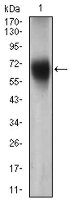 FUT4 Antibody in Western Blot (WB)