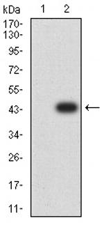 GLRA1 Antibody in Western Blot (WB)