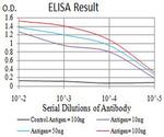 NMDAR3B Antibody in ELISA (ELISA)