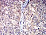 HTR3A Antibody in Immunohistochemistry (Paraffin) (IHC (P))