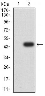 HTR3A Antibody in Western Blot (WB)