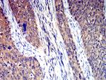 HTR3A Antibody in Immunohistochemistry (Paraffin) (IHC (P))