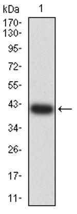 HTR3B Antibody in Western Blot (WB)